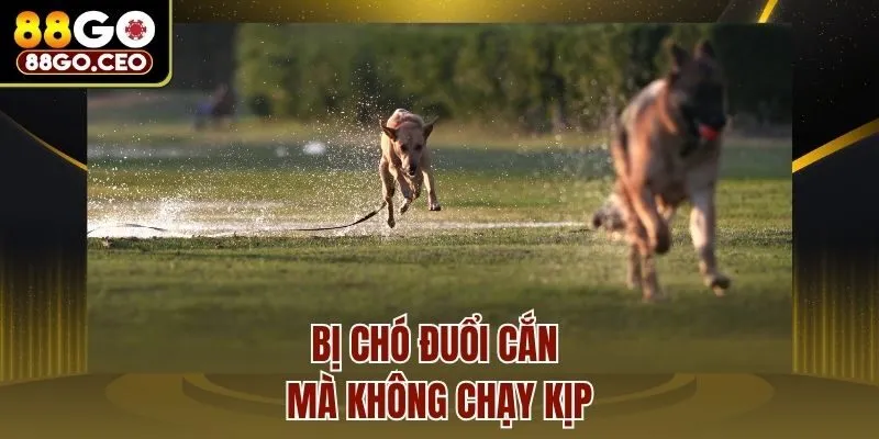 Bị chó đuổi cắn mà không chạy kịp