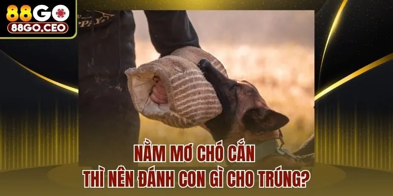 Nằm mơ chó cắn thì nên đánh con gì cho trúng?
